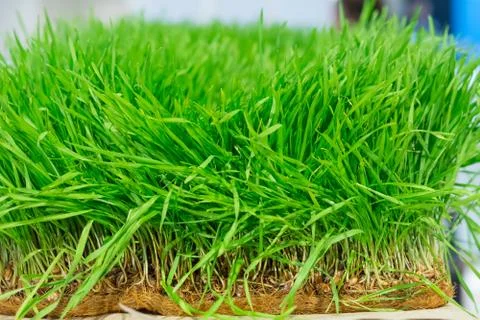 Fresh wheat grass Stock Photos