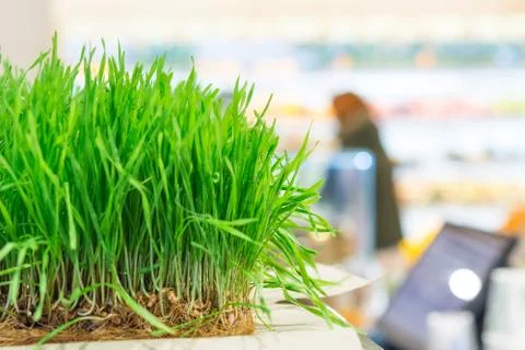 Fresh wheat grass Stock Photos