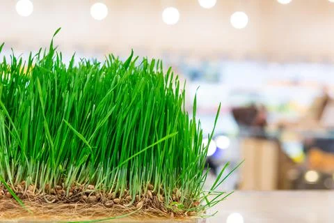 Fresh wheat grass Stock Photos