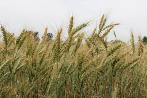 Fresh wheat Stock Photos