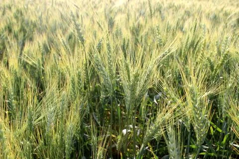 Fresh wheat Foto stock
