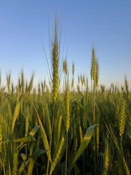 Fresh wheat Stockfoto's