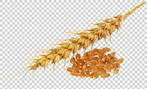 Fresh Wheat Stock Photos
