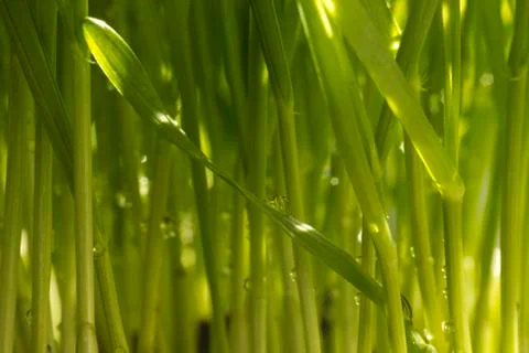 Fresh wheatgrass up close Stock Photos