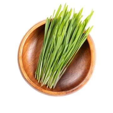 Fresh wheatgrass, Sprouted first leaves of common wheat in a wooden bowl Stock Photos