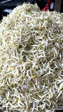 Fresh White Bean Sprout Bed Full of Sprouts Foto stock