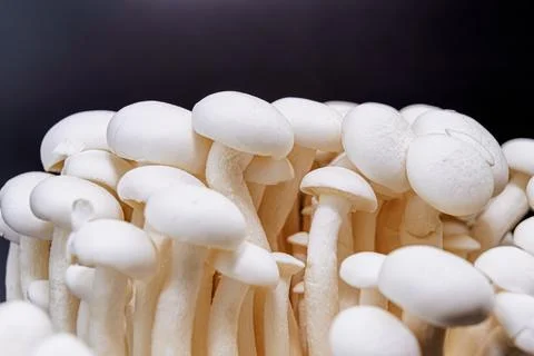 Fresh white beech mushrooms isolated close up Foto stock