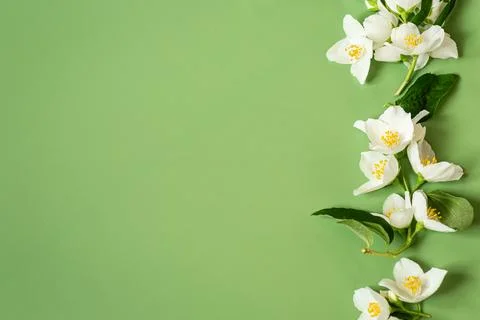 Fresh white blossoms creating decorative floral border Stock Photos