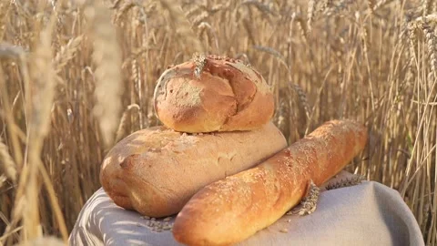 Fresh white bread on linen cloth with grains, ears of wheat in golden wheat Stockbeeldmateriaal 200509100