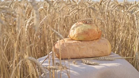 Fresh white bread on linen cloth with grains, ears of wheat in golden wheat Stockbeeldmateriaal 201031328