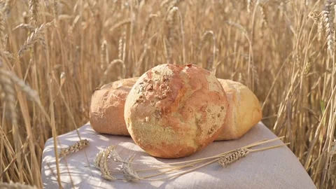 Fresh white bread on linen cloth with grains, ears of wheat in golden wheat Vídeo Stock 201527634