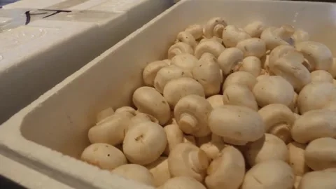 Fresh White Button Mushrooms in Container for Italian Pizza Ingredients Stock Footage 337677724