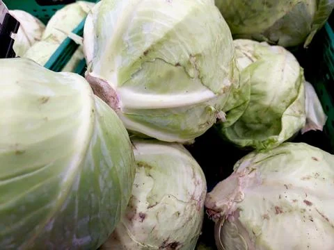 Fresh White Cabbage Ready for Selection at a Farmers Market in the Afternoo.. Stock Photos