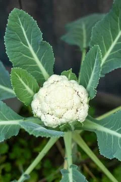 Fresh white cauliflower head grows surrounded by large green leaves. Stock Photos