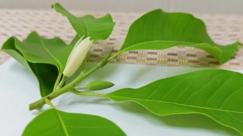 Fresh white champaca flower bud with green leaves on branches. Stockbeeldmateriaal 338009547