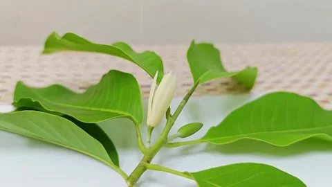 Fresh white champaca flower bud with green leaves on branch. 스톡 동영상 338009664