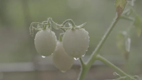 Fresh White Cherry Tomatoes Growing on Vine After Rain Stock Footage 337857699