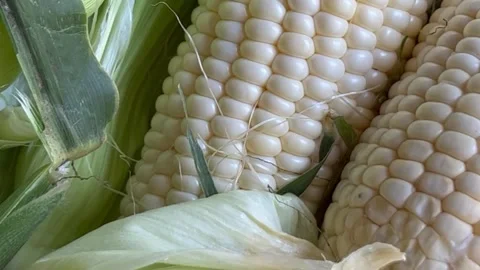 Fresh white corn closeup Stock Footage 250125557