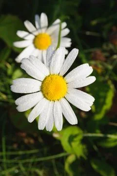 Fresh white daisy with drops Foto stock