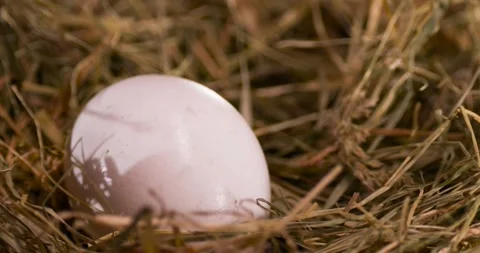 Fresh white egg on hay. Video stock 266305806