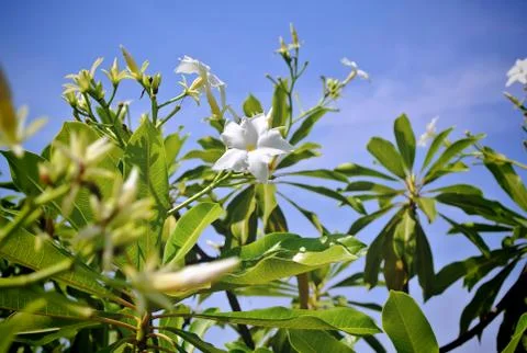 Fresh White Flower On the Tree in Blue Sky Foto stock