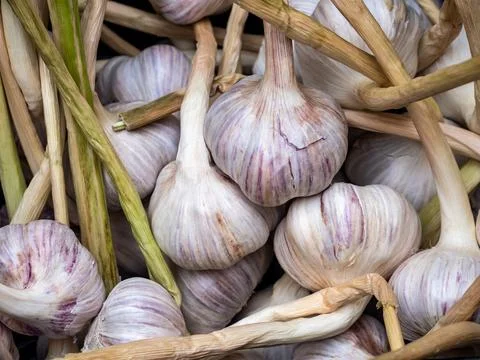 Fresh White Garlic Texture Background  Natural Food Pattern Stock Photos
