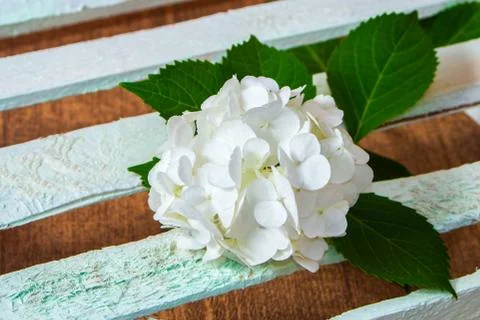 Fresh white hydrangea flower Stock Photos