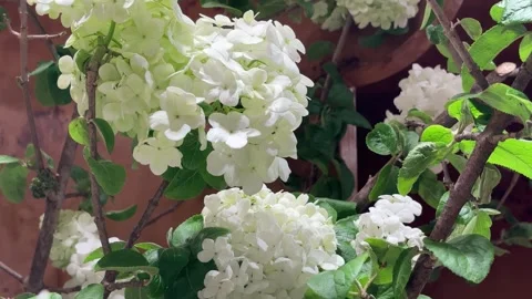 Fresh White Hydrangea Flowers Close Up 動画素材 332522128