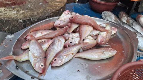 Fresh white raw prawn fish in the market,fresh raw shrimp in the market Stock Photos