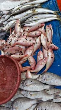 Fresh white raw prawn fish in the market,fresh raw shrimp in the market Stock Photos
