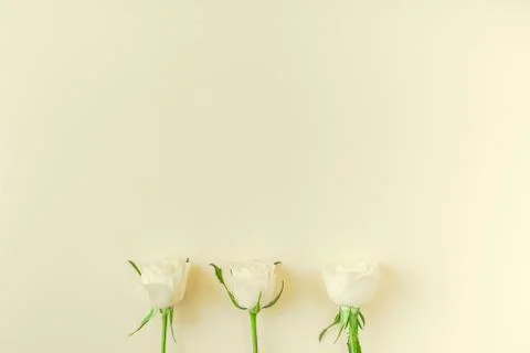 Fresh white roses composition Stock Photos