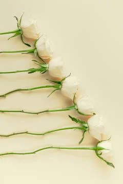 Fresh white roses composition Foto stock