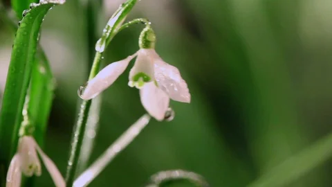 Fresh White Snowdrops with Water Drops Swaying in the Light Spring Wind. Stock Footage 86414676