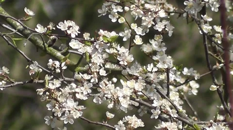 Fresh White Spring Flower Blossoms on Wild Damson Trees Stock-Footage 48846992