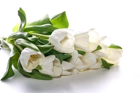 Fresh white tulips on the white background Foto stock
