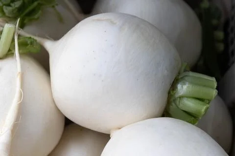 Fresh White Turnips Close-Up Stock Photos