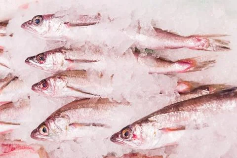 Fresh whiting Fotos de archivo