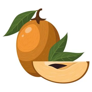 Fresh whole and cut slice sapodilla fruit isolated on white background. Summe Stock Illustration