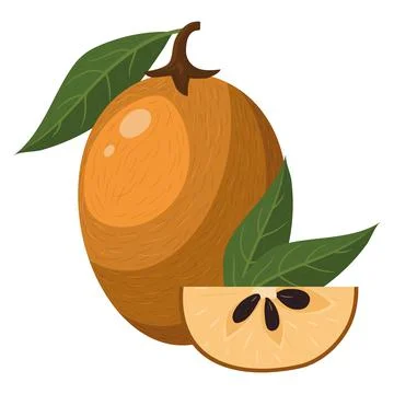 Fresh whole and cut slice sapodilla fruit isolated on white background. Summe Stock Illustration