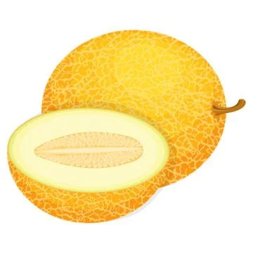Fresh whole and half melon fruit isolated on white background. Honeydew melon Stock Illustration