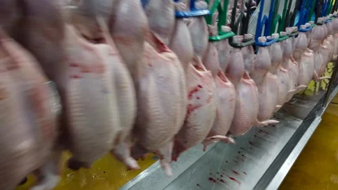 Fresh Whole Chickens Hanging on Processing Line in Poultry Processing Facili Video stock 343924738