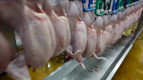 Fresh Whole Chickens Hanging on Processing Line in Poultry Processing Facili Video stock 343924744