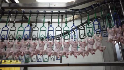 Fresh Whole Chickens Hanging on Processing Line in Poultry Processing Facili Video stock 343924746