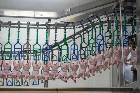 Fresh Whole Chickens Hanging on Processing Line in Poultry Processing Facili Stock Photos