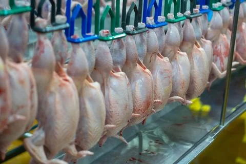 Fresh Whole Chickens Hanging on Processing Line in Poultry Processing Facili Photos