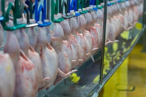 Fresh Whole Chickens Hanging on Processing Line in Poultry Processing Facili Photos