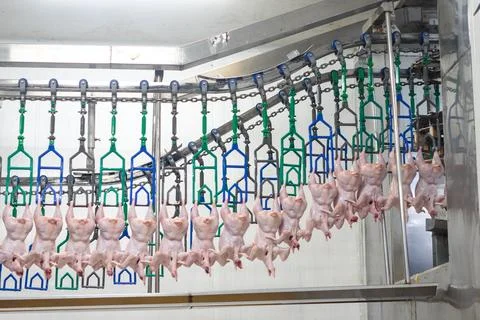 Fresh Whole Chickens Hanging on Processing Line in Poultry Processing Facili 스톡 사진