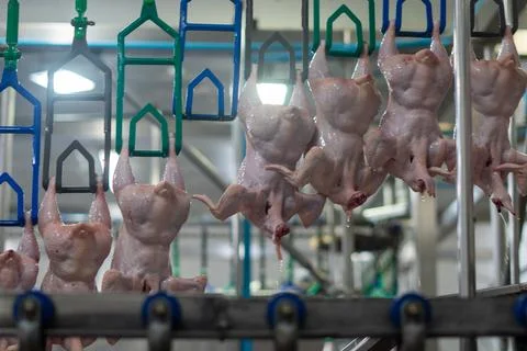 Fresh Whole Chickens Hanging on Processing Line in Poultry Processing Facili 스톡 사진