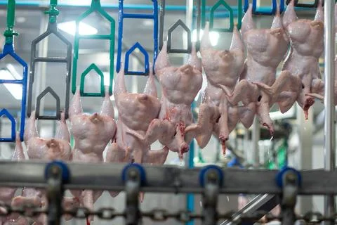Fresh Whole Chickens Hanging on Processing Line in Poultry Processing Facili 스톡 사진