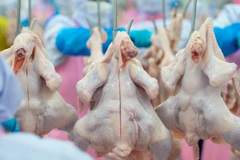 Fresh Whole Chickens Hanging on Processing Line in Poultry Processing Facili Stock Photos